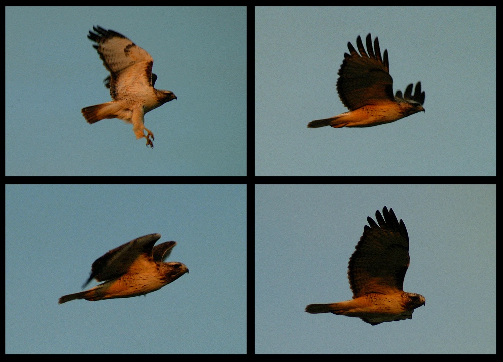 (74) red-tailed hawk montage.jpg   (1000x720)   208 Kb                                    Click to display next picture
